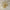 Luxury gold color contemporary blown glass chandeliers