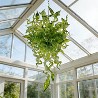 Green color Blown art glass chandelier natural style villa decoration