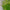 Green color Blown art glass chandelier natural style villa decoration