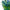 Green color hand made blown Glass Chandelier natural style lighting
