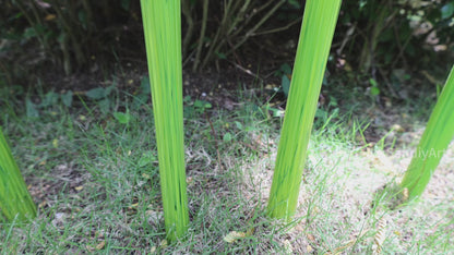 Bright green hand made blown glass sticks decoration similar chihuly garden glass decoration